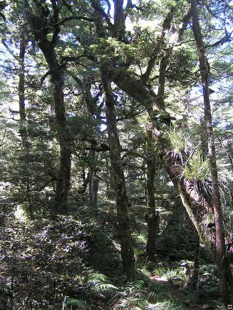 NZ leden-unor 2006 260.jpg